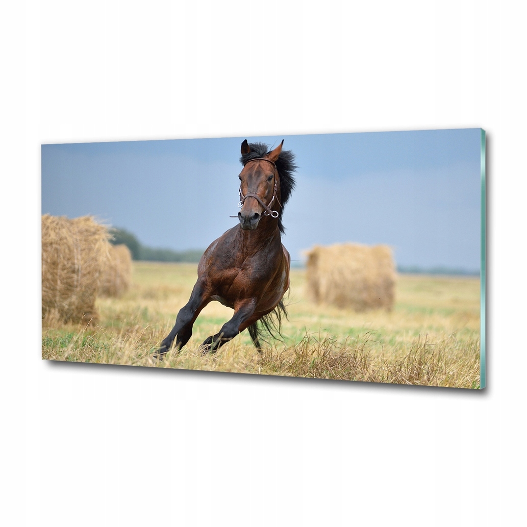 fotoobraz akryl 100x50 na stenu Kôň v cvale
