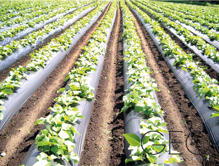 Folia do nasadzeń biodegradowalna, ogórek, sałata