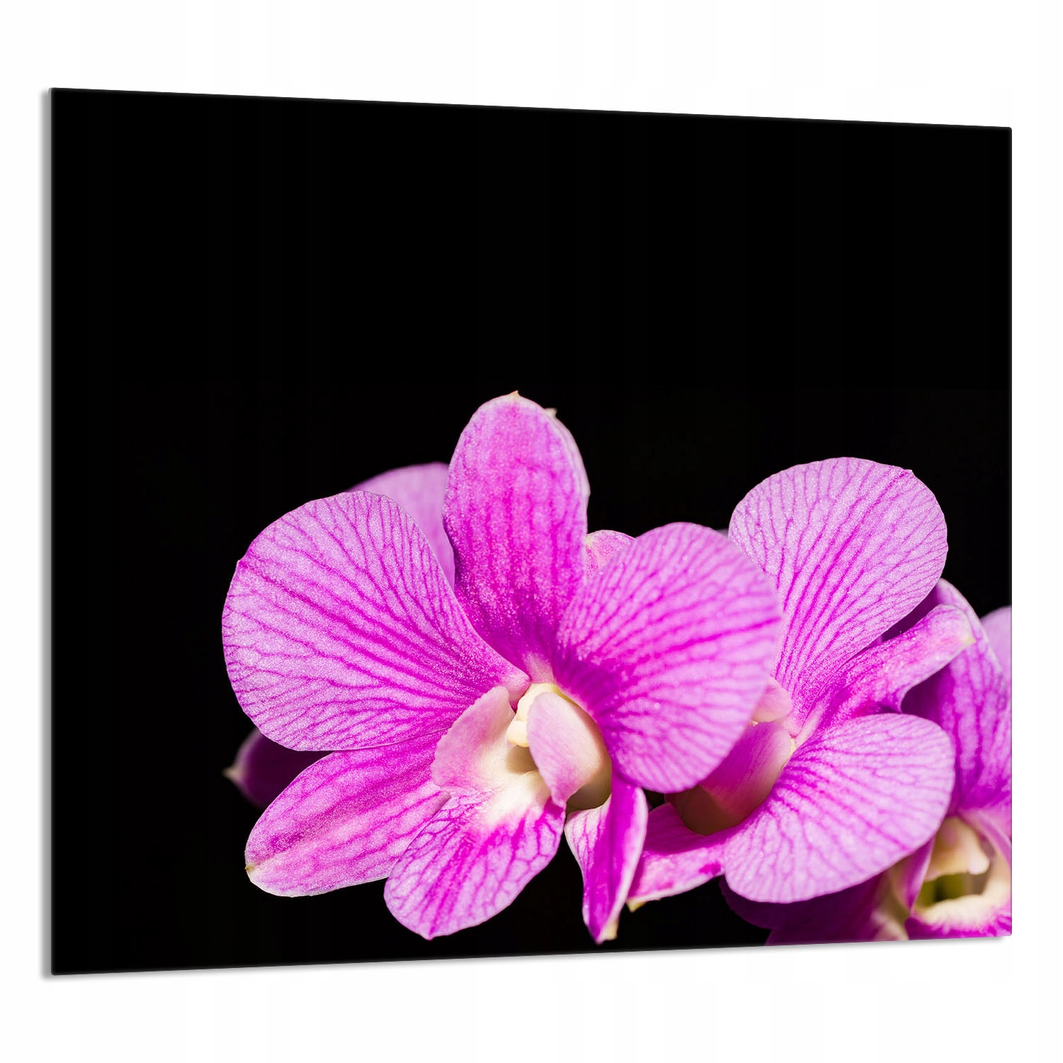 Skleněný Panel Do Kuchyně 65x60 Orchidej Tvrzené Sklo