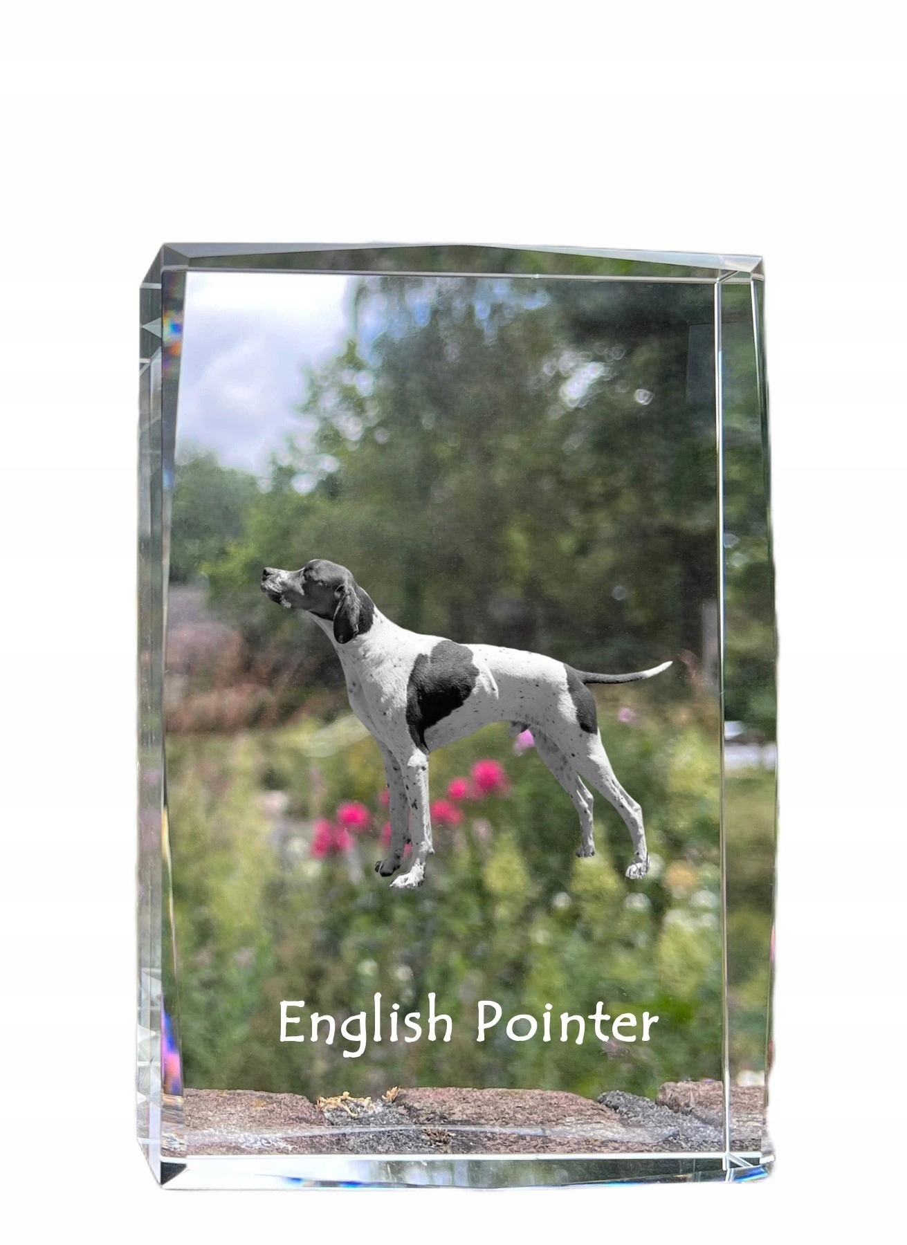 Pointer foto psa v kryštáli, suvenír, trofej, poďakovanie