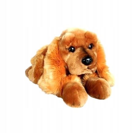 Pies Spaniel 62CM