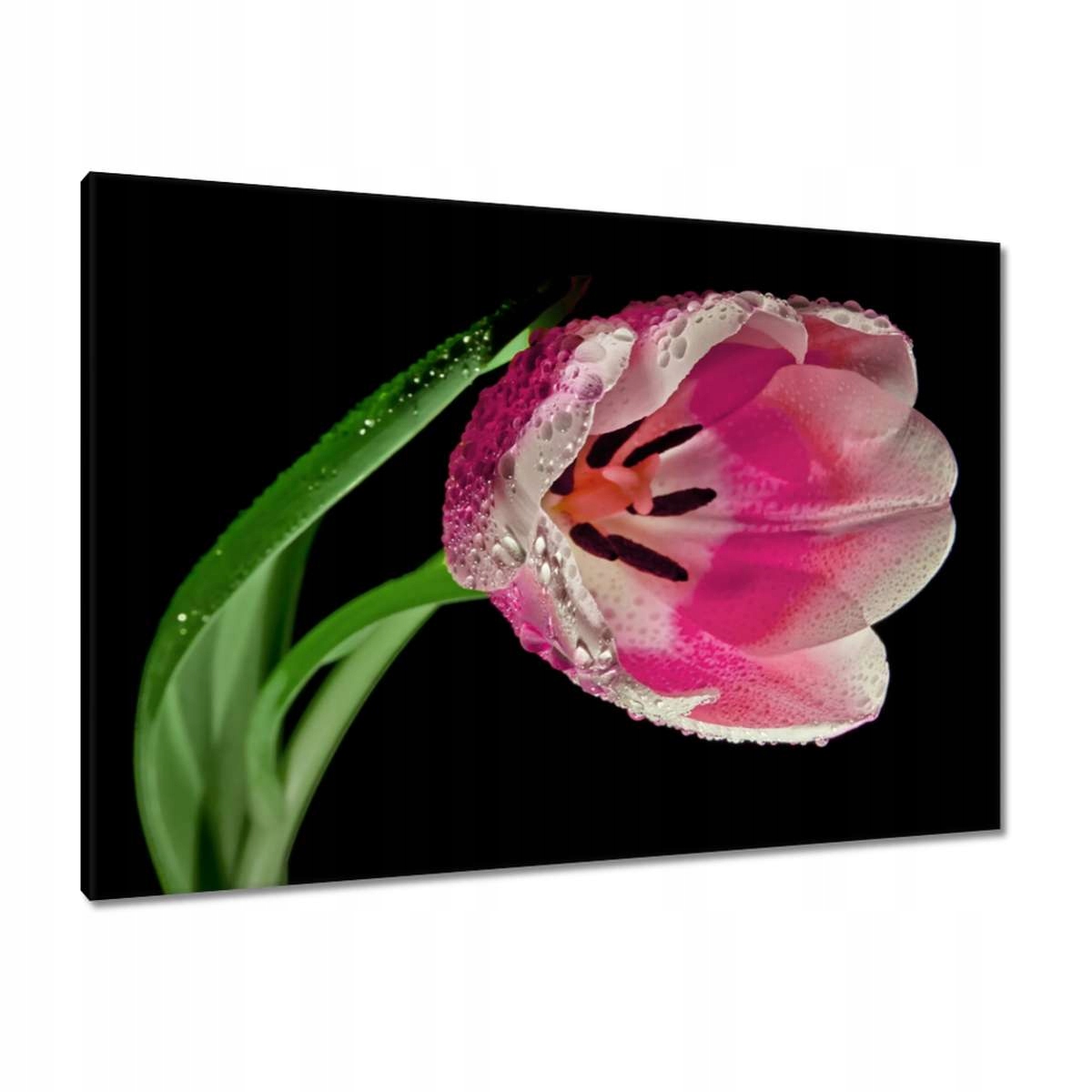 Obrazy 100x70 Růžový tulipán