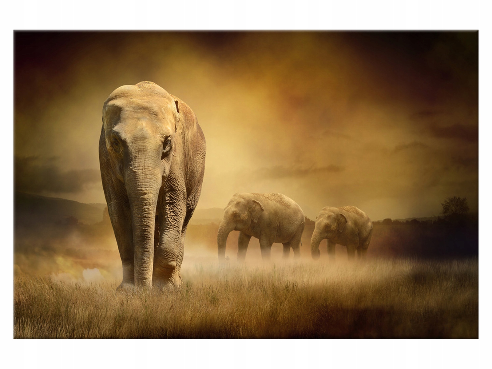 

Obraz Wędrujące słonie 120x80 Słoń 1176A_1B