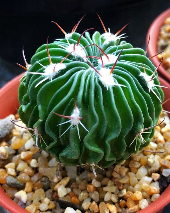 Echinofossulocactus multicostatus KAKTUS FALISTY Wave Cactus