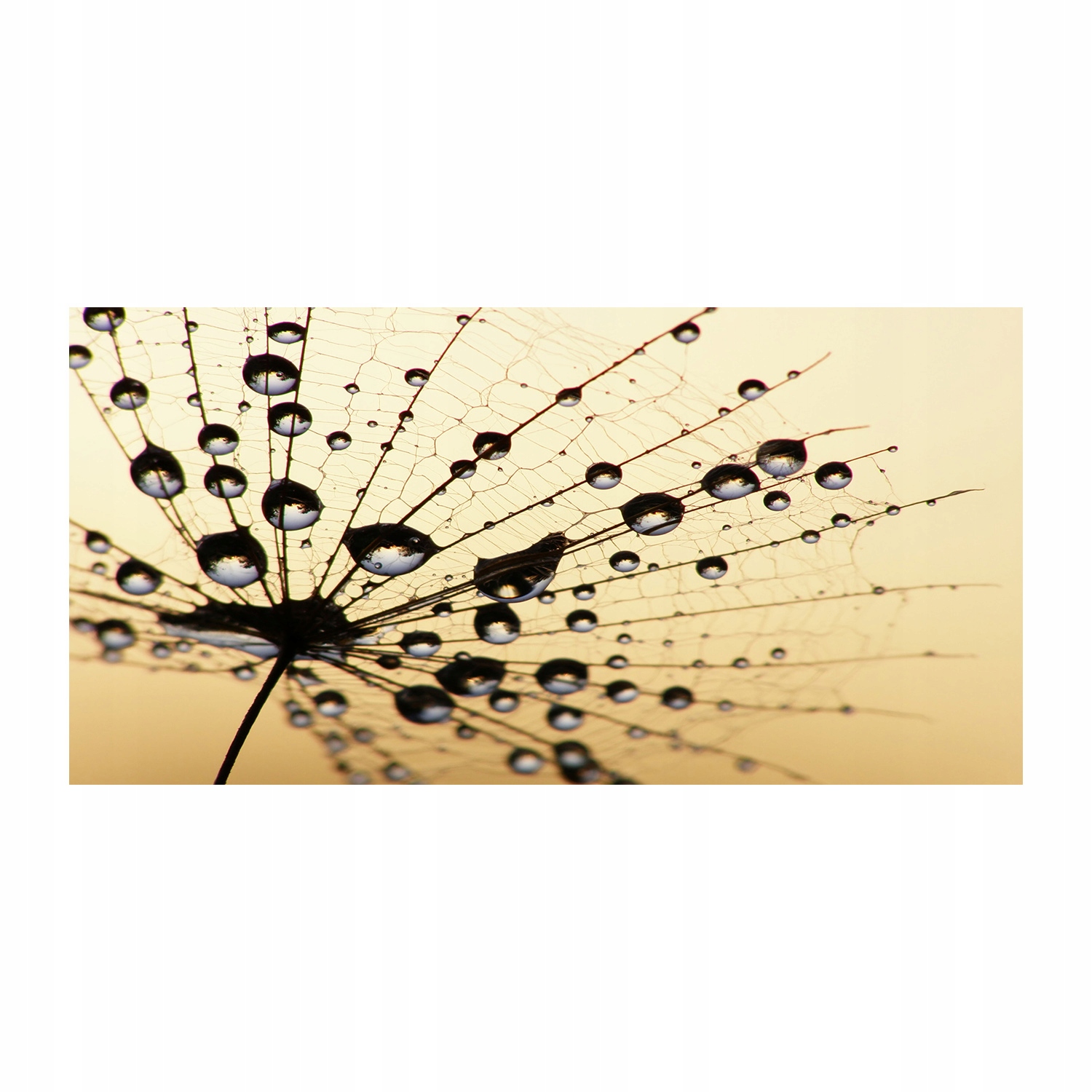 

Foto obraz szkło akryl Nasiono dmuchawca 120X60 cm