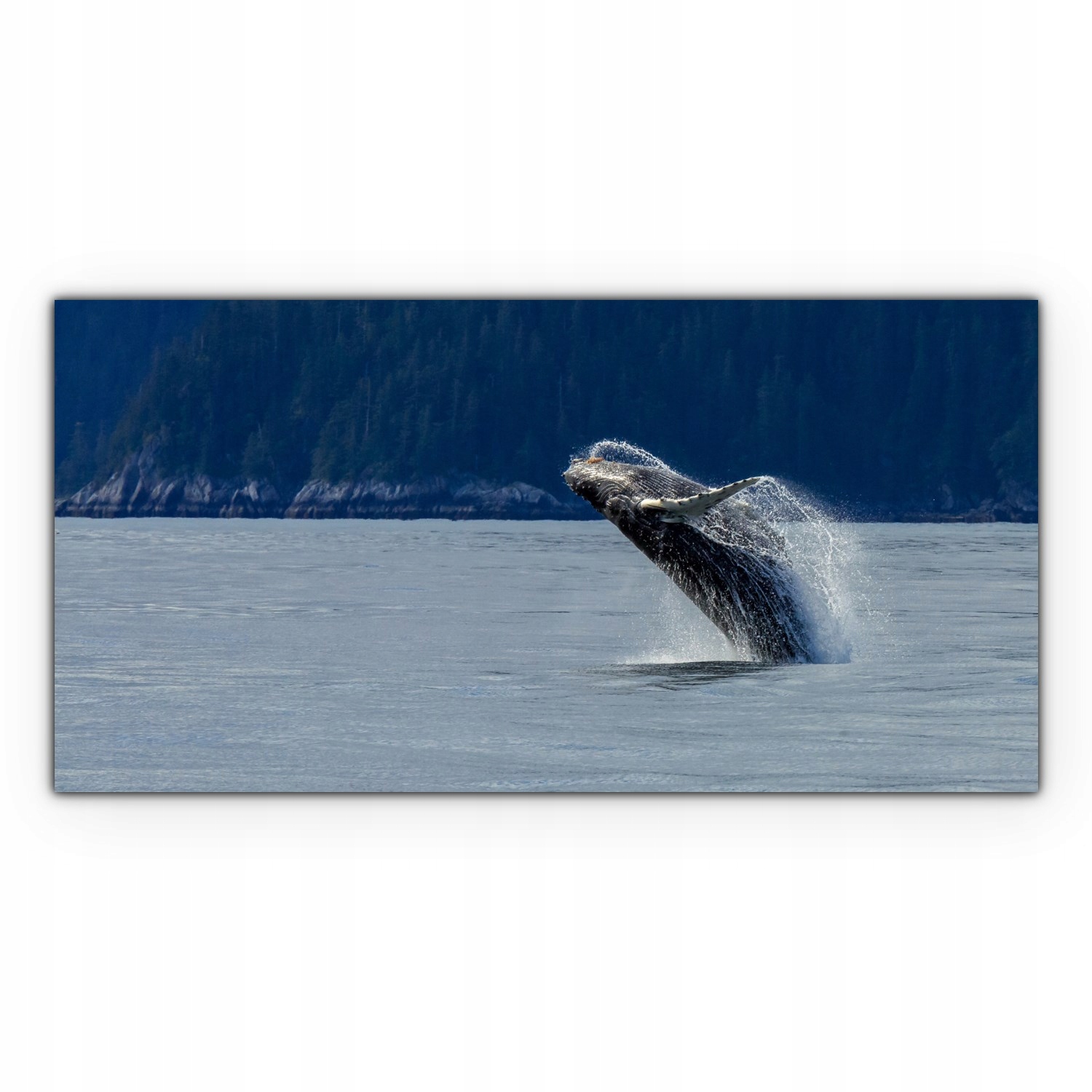 

foto-obraz na płótnie 100x50 Wieloryb Ocean Zatoka