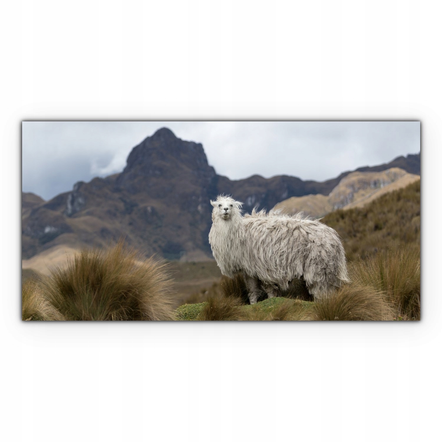 

Obraz Canvas dekoracja 140x70 Alpaka Góry Natura