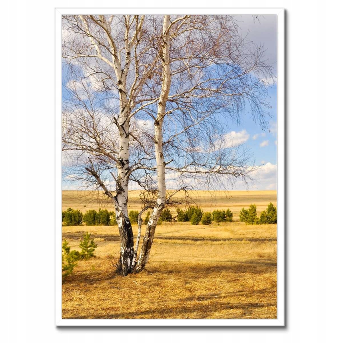 Plakáty v rámu 50x70 Bříza na poli Krajina