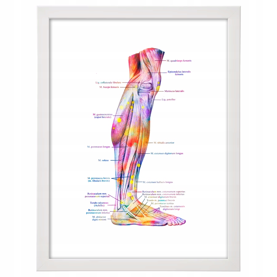 Tablica medyczna Noga stopa mięśnie łydka w ramie człowiek plansza 70x50 cm