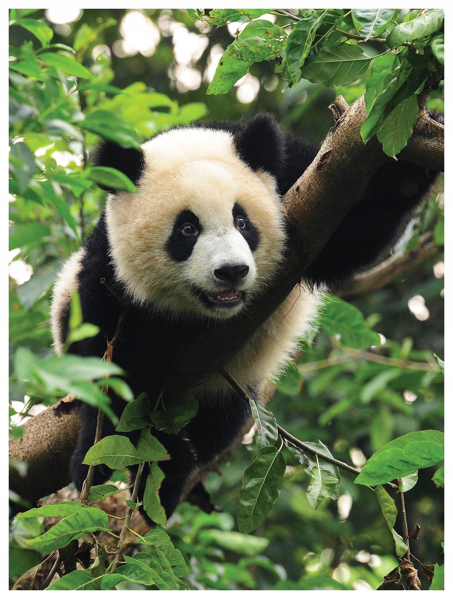 Fototapeta Panda vinyl do detskej izby 184x254 Zelená krajina pandy lepidlo