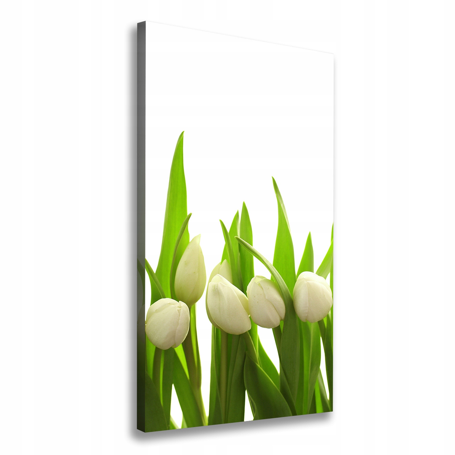 Fotoobraz canvas do obývacího pokoje Bílé tulipány 60x120
