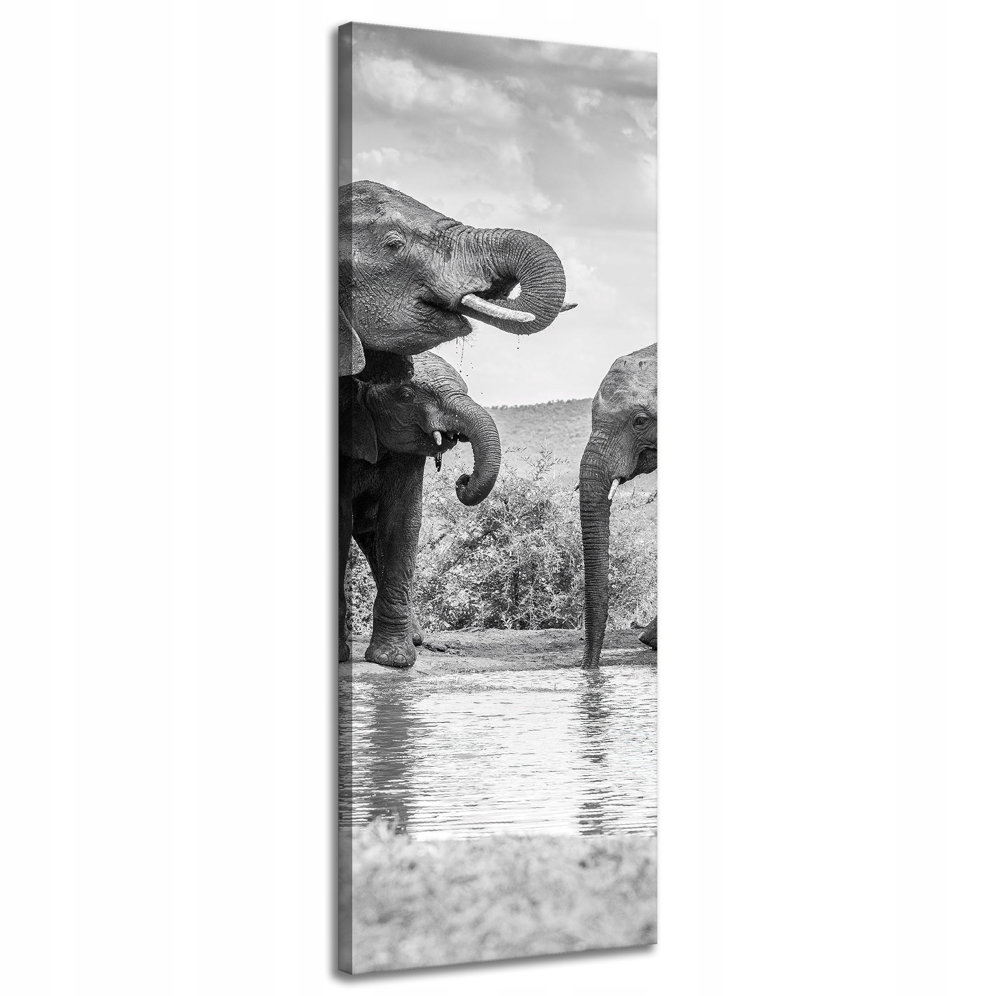 Obraz na plátně Sloni u vody Šedá příroda 40x120 cm