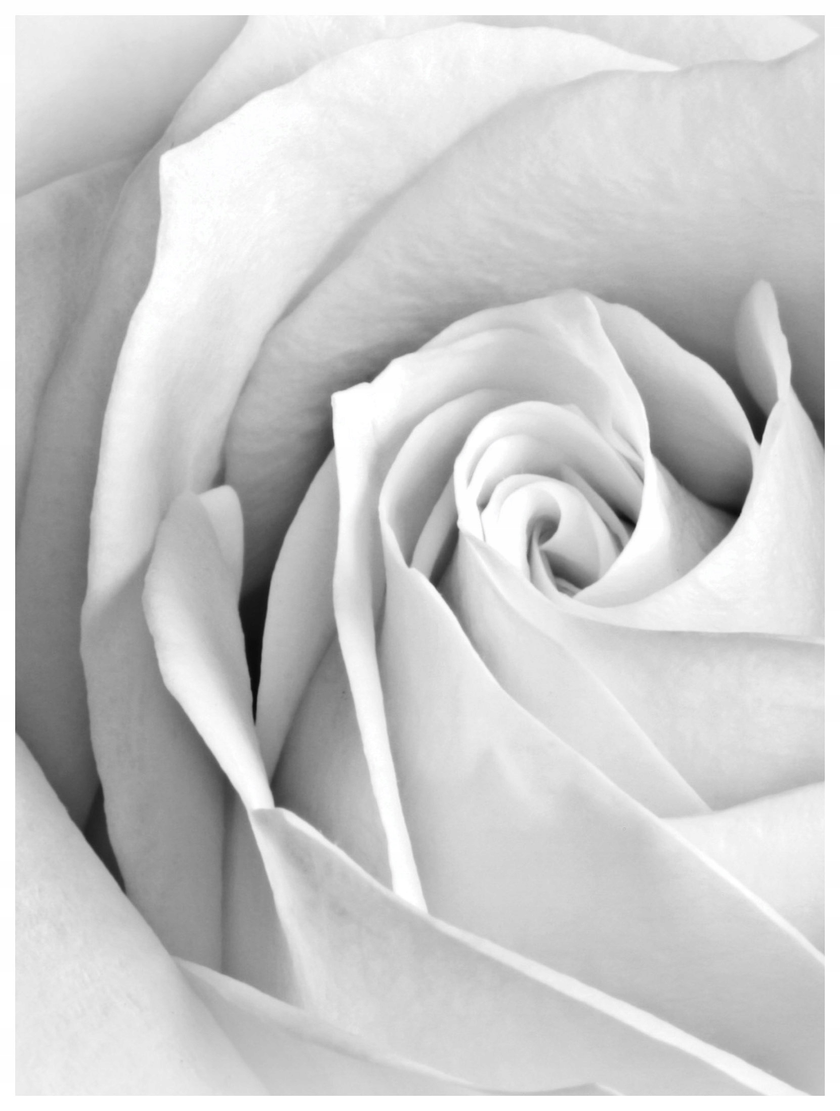 Fototapeta Biela ruža elegancia makro jemné okvetné lístky 184x254 vinyl lepidlo