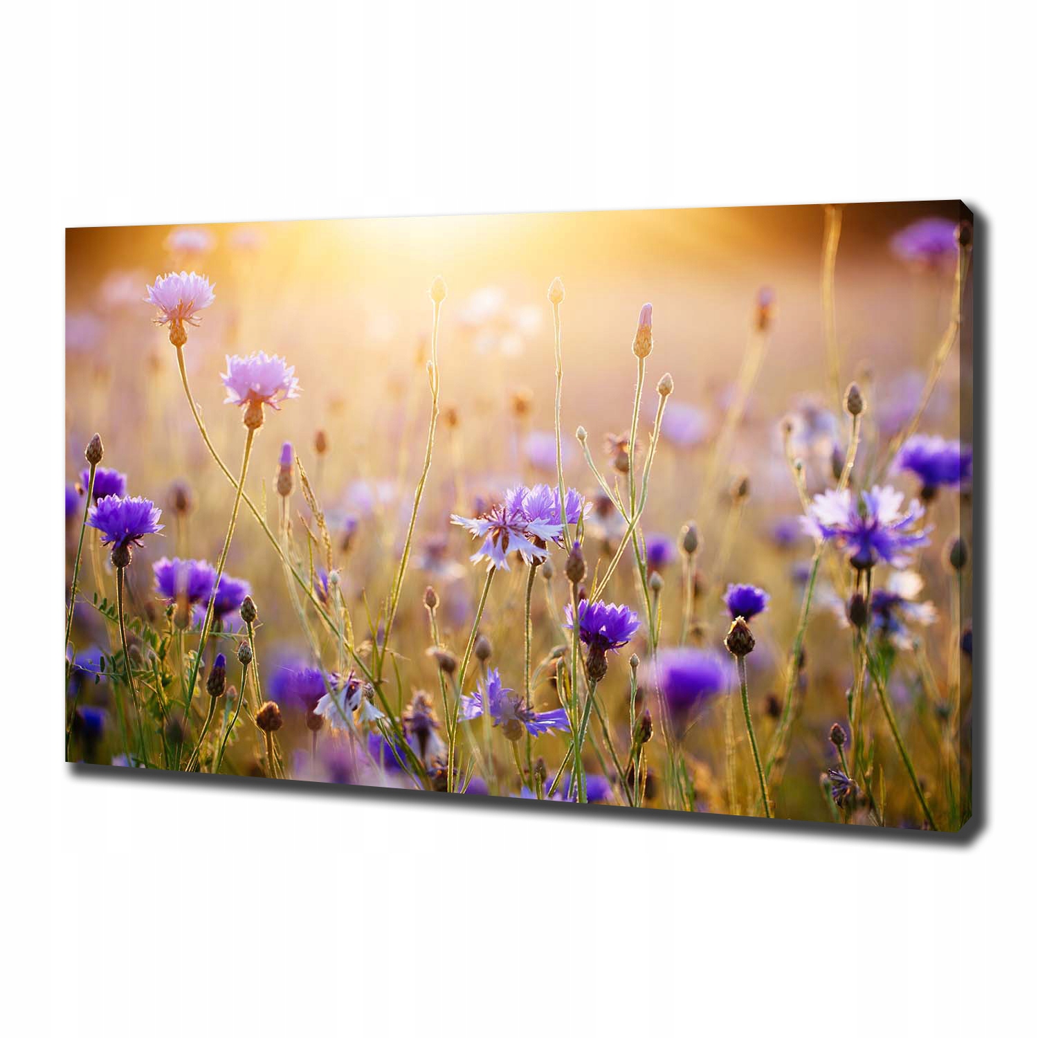 

Duży foto obraz na płótnie Polne kwiaty 100x70 cm