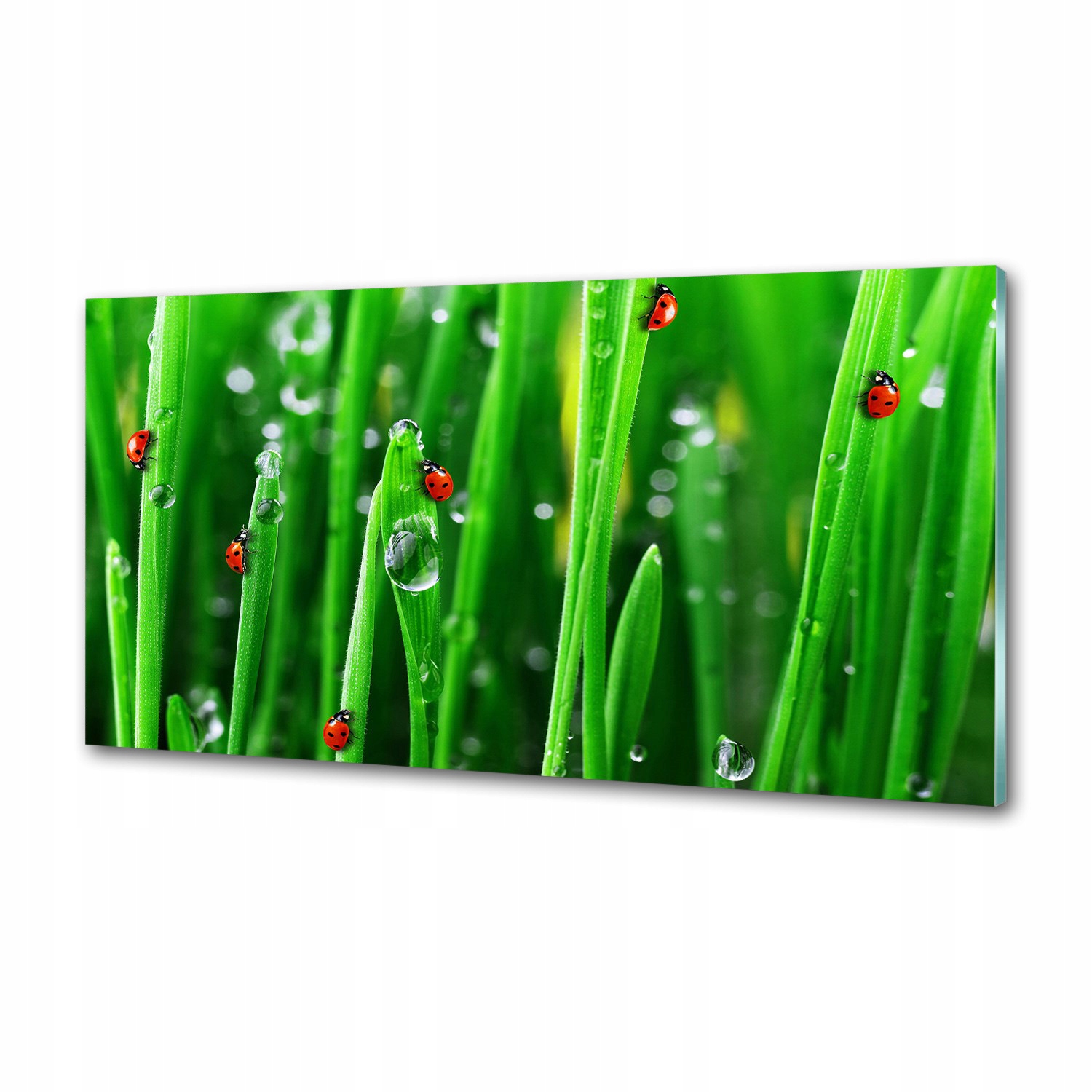 Panel lacobel Biedronky na tráve 120 x 60 cm Lepidlo