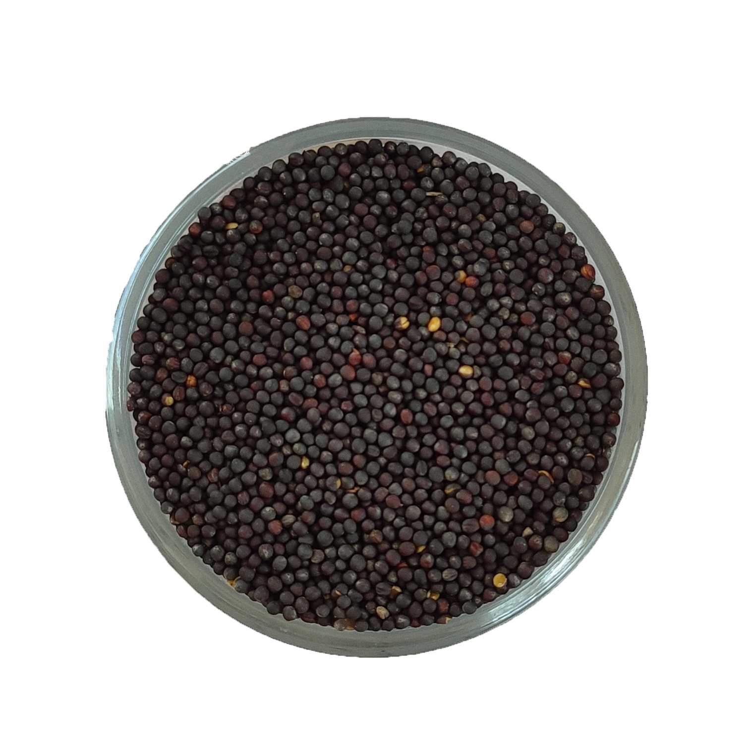 Řepík semeno řepky zrno 1 kg