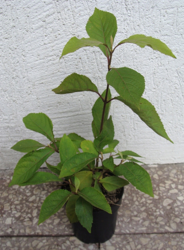 PIĘKNOTKA PROFUSION - sadzonki w doniczkach Rodzaj rośliny Inny