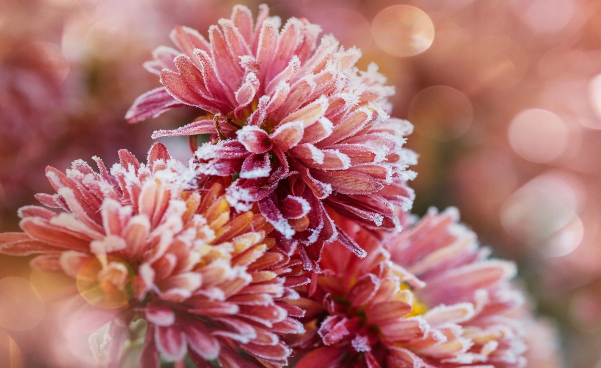 

Fototapeta Flizelinowa Aster lód Różowy 416x254