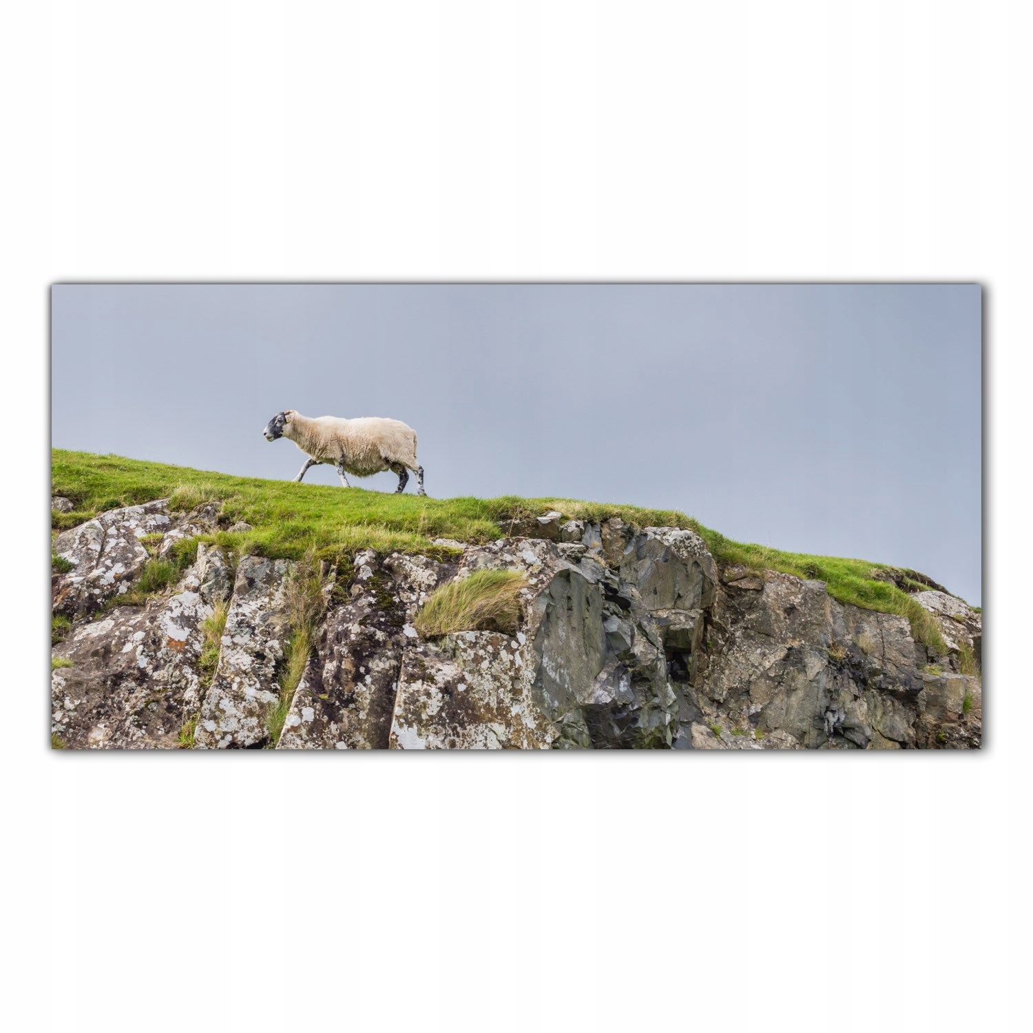 Ovce Skotsko Krajina 100x50 Panel sklo kuchyně