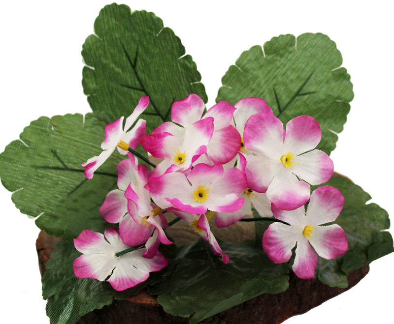 

Primula Prymula Prymulka Bukiecik Fuksja/biały