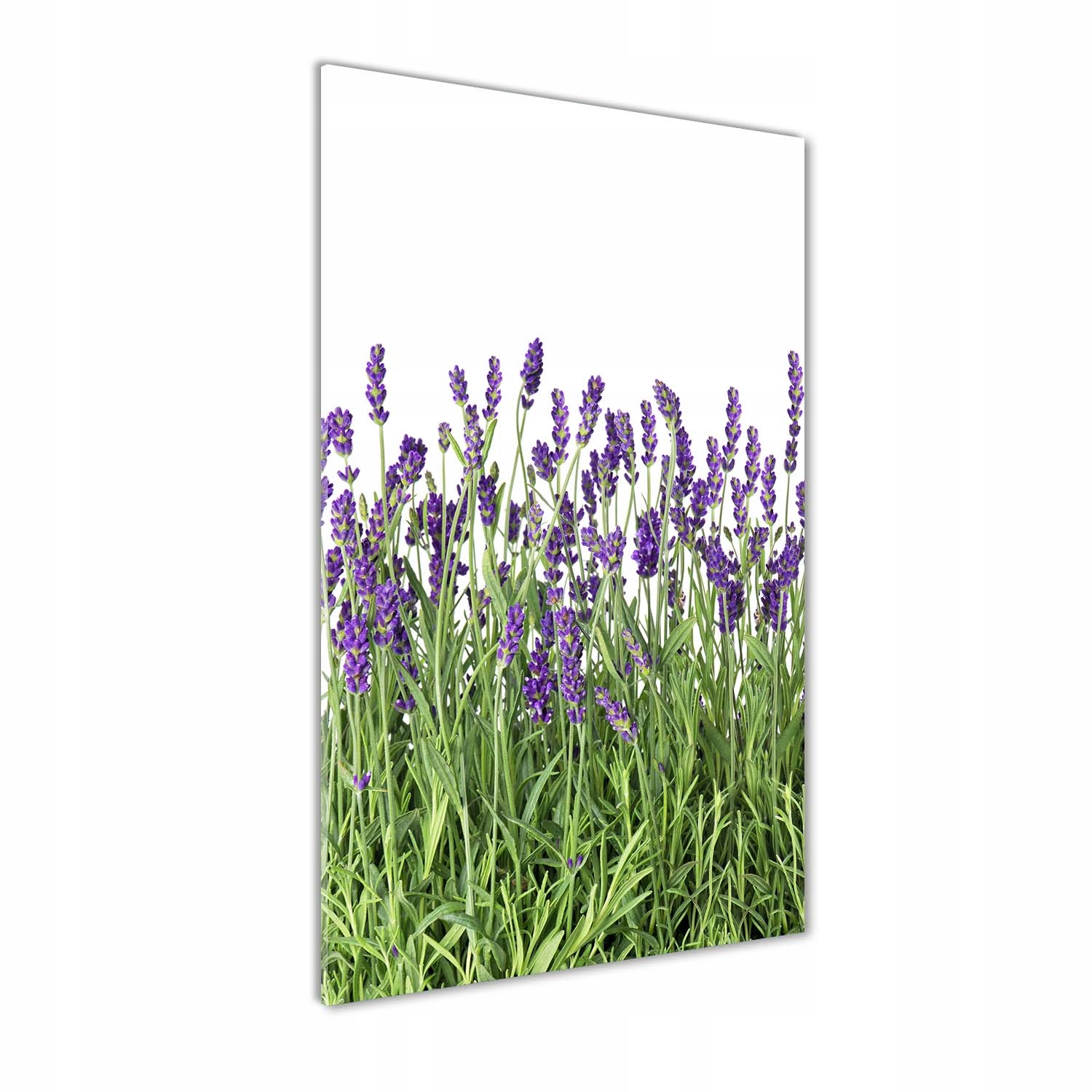 

Nowoczesny fotoobraz akrylowy Pole lawendy 70x140