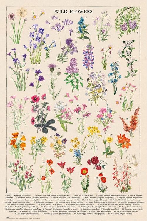 

Vintage Wild Flowers retro plakat