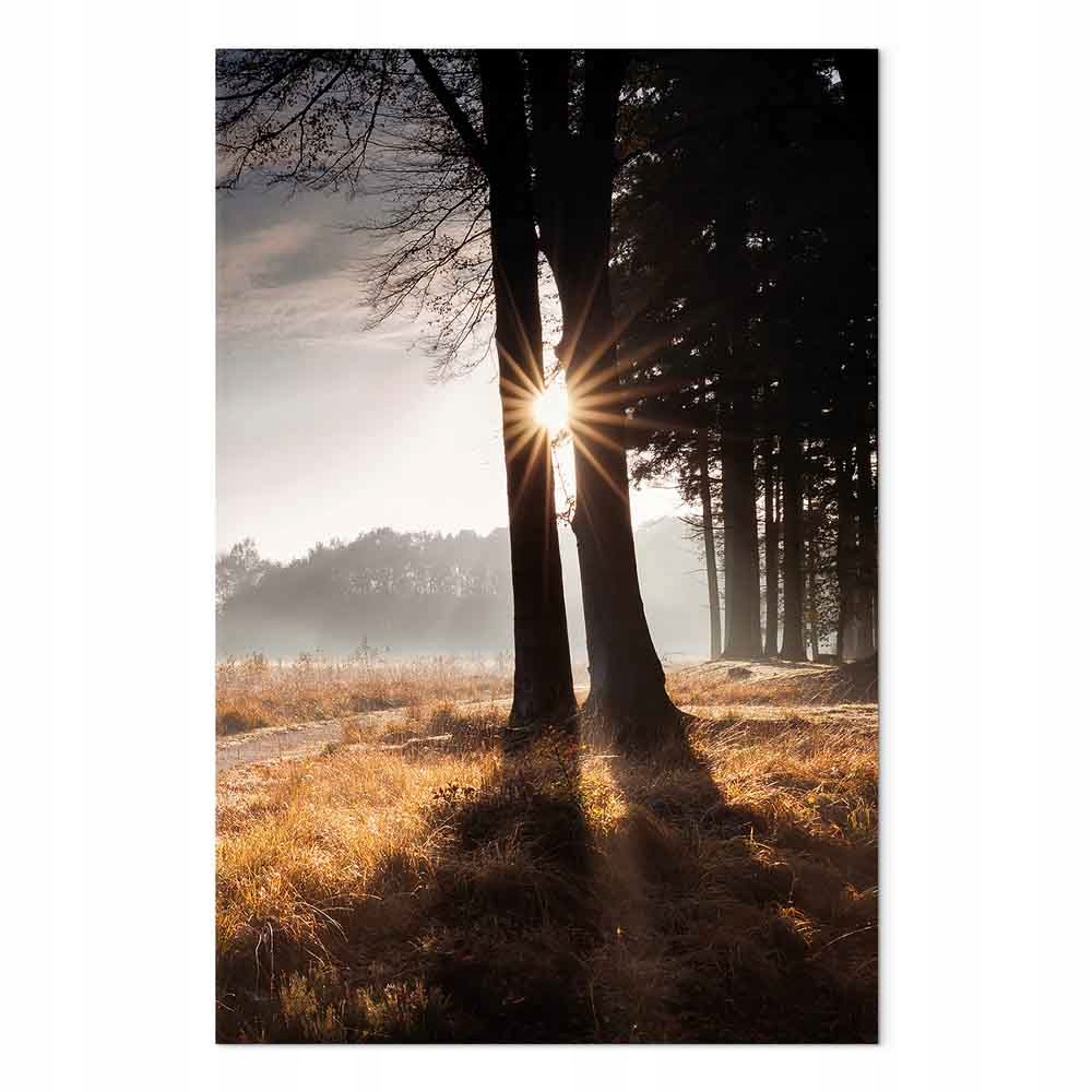 Obraz na plátně Krajina Les Stromy Slunce Světlo Paprsek 60x90 cm