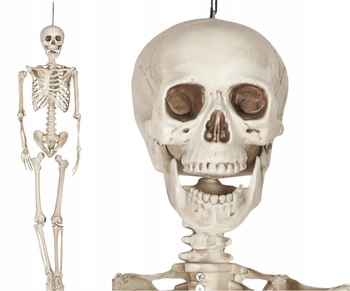 Kostra ľudská 160 cm Halloween kostlivec dekorácia pohyblivé kĺby