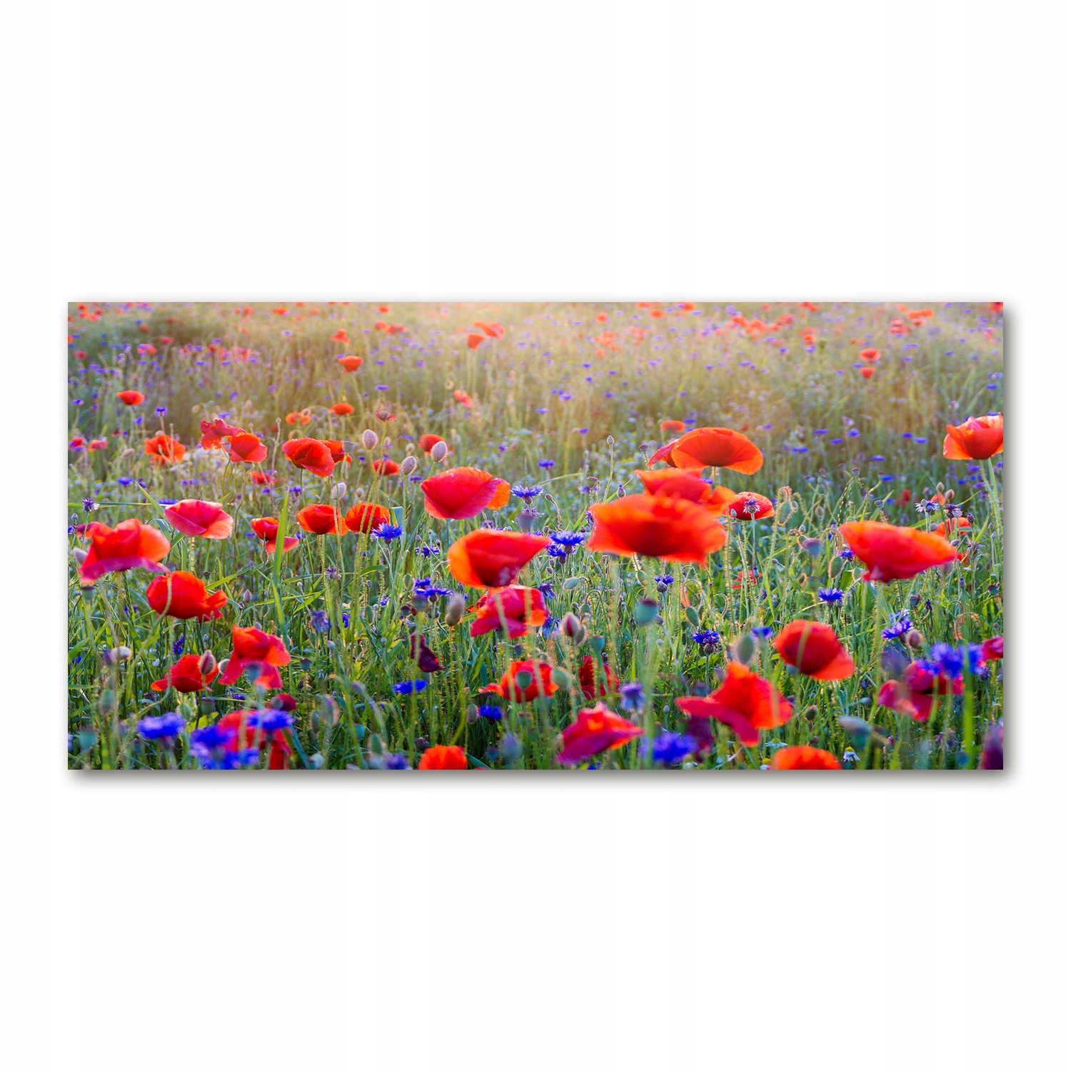 

Foto-obraz akrylowy Polne kwiaty zdjęcie 140x70 cm