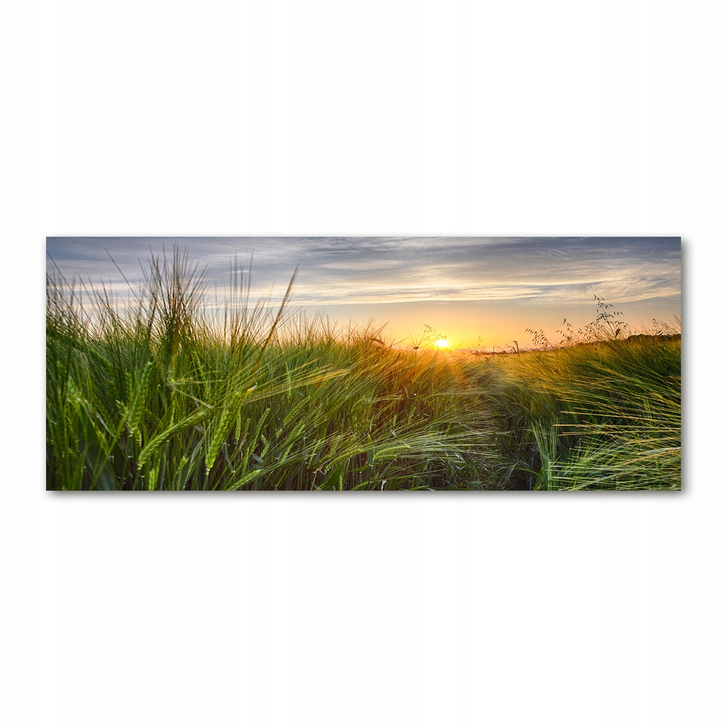 

Foto obraz akryl zdjęcie Pole pszenicy 125x50 cm