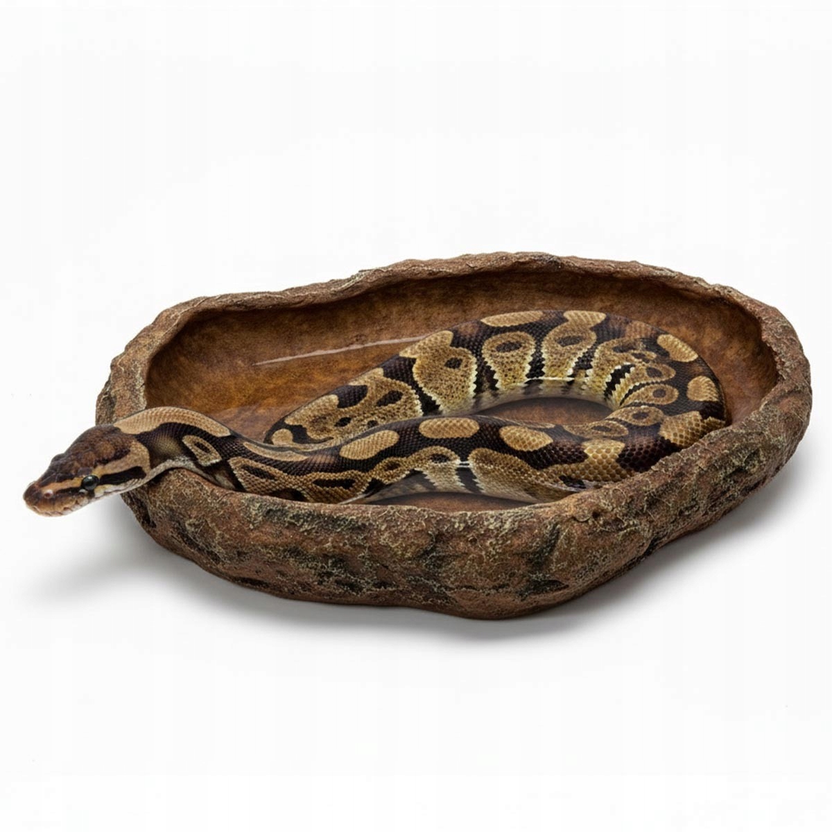 Największy basen miska do terrarium XXL piaskowiec 40 cm