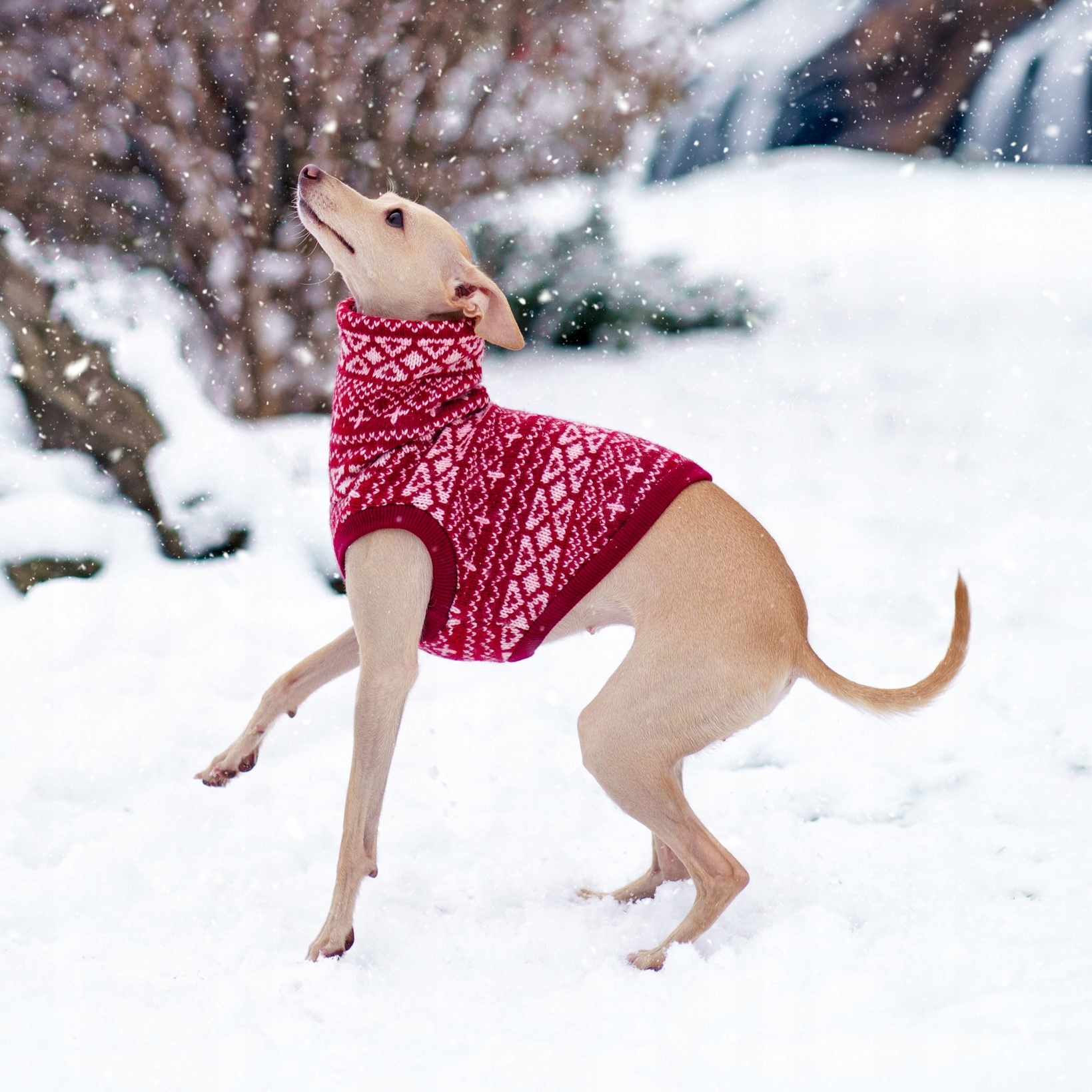 Oblečení pro italského chrta Vánoční retro tričko bez rukávů