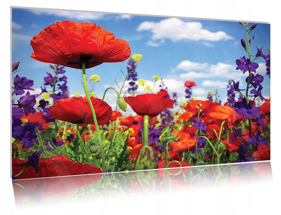 

Obraz szklany na szkle Maki 03 40x60