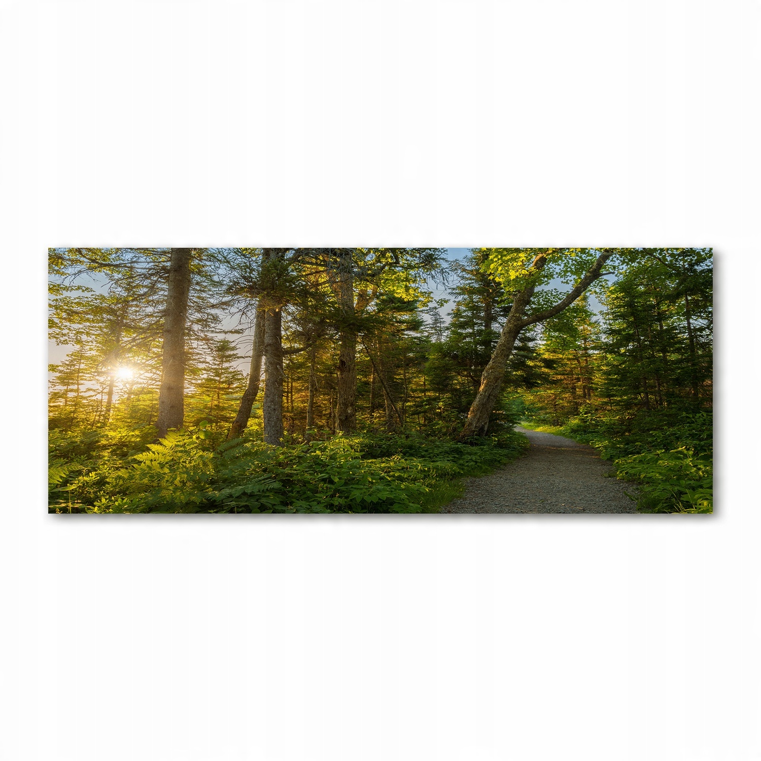 

Foto obraz akryl nowoczesny zdjęcie Las 125x50cm