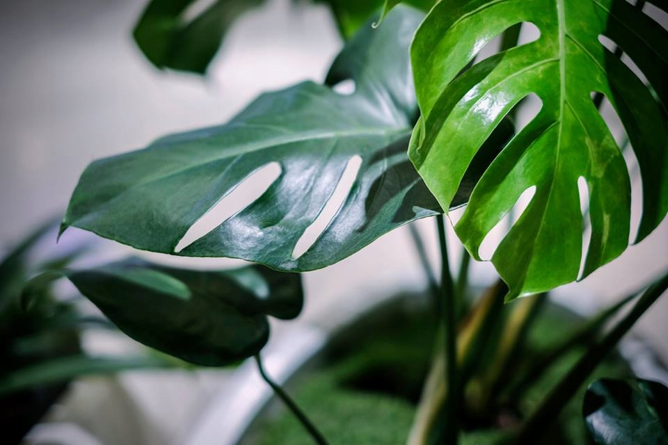 ZIELONY DOM NAWÓZ DO PALM DRACEN FIKUSÓW PAPROCI Waga 0.3 kg