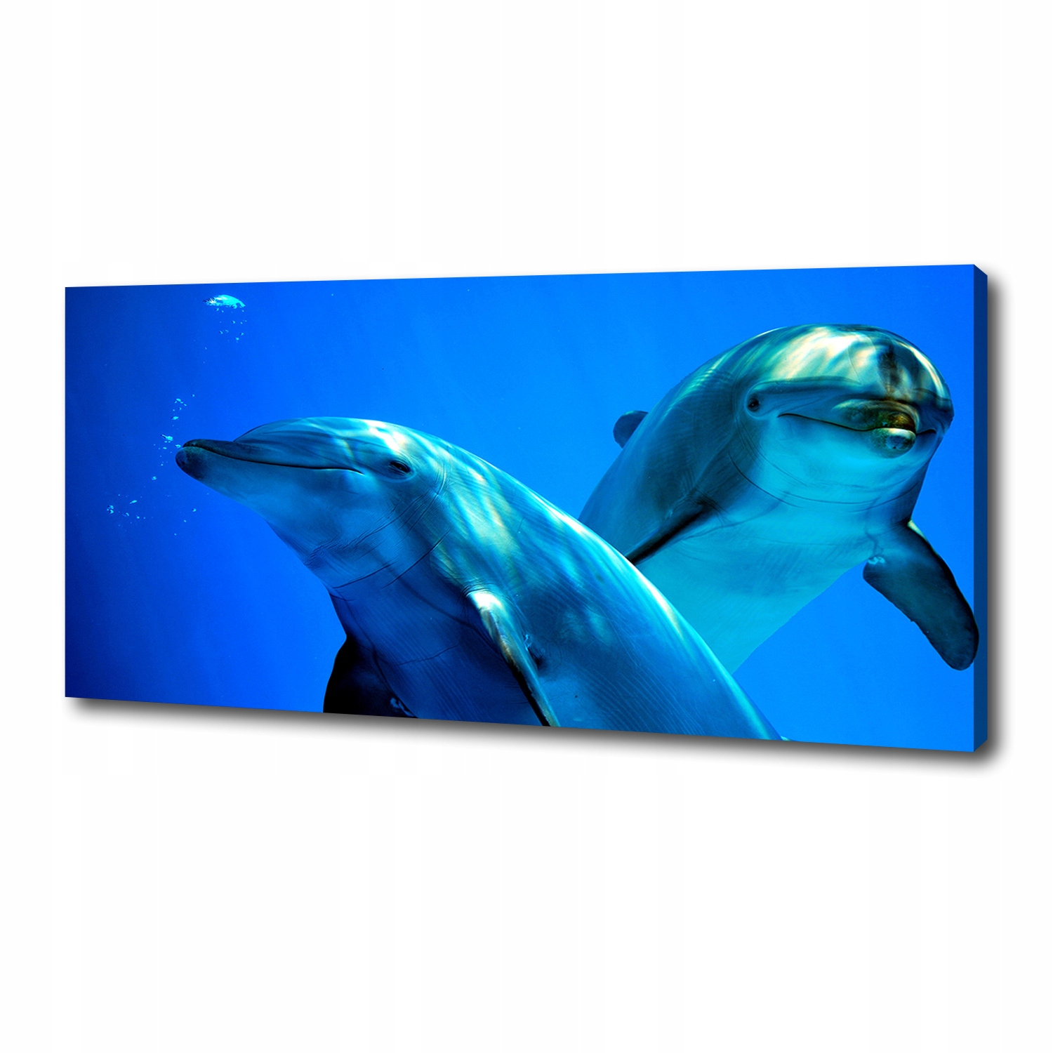 

Foto obraz canvas na ścianę Dwa delfiny 125x50 cm