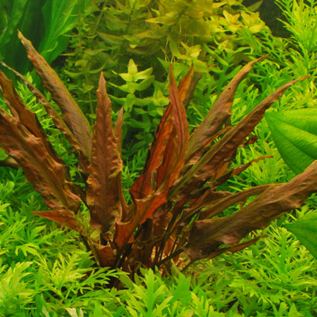 Cryptocoryne rubella-RA корзина XXL
