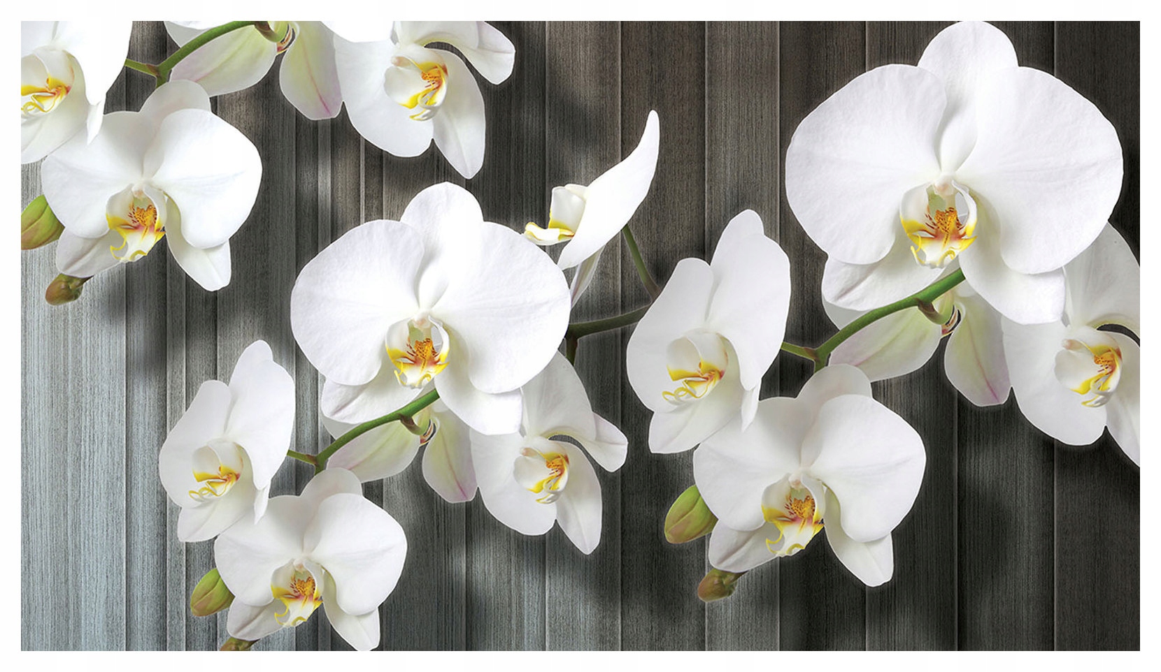 Fototapeta Bílé orchideje elegance do obývacího pokoje ložnice 416x254 lepidlo