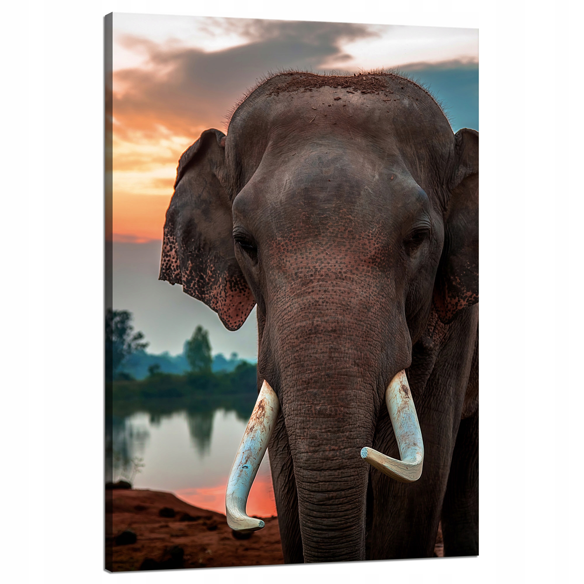 Obraz na plátně Krásné nebe Slon Příroda 80x120 cm