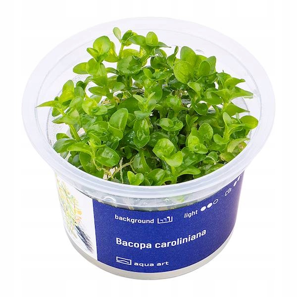 AquaArt Bacopa caroliniana ROŚLINA IN VITRO KUBEK 5cm