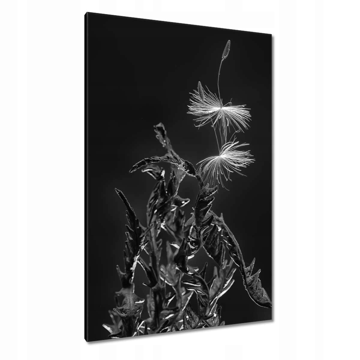 Obrazy 80x120 Větvička Mniszek Lékařský