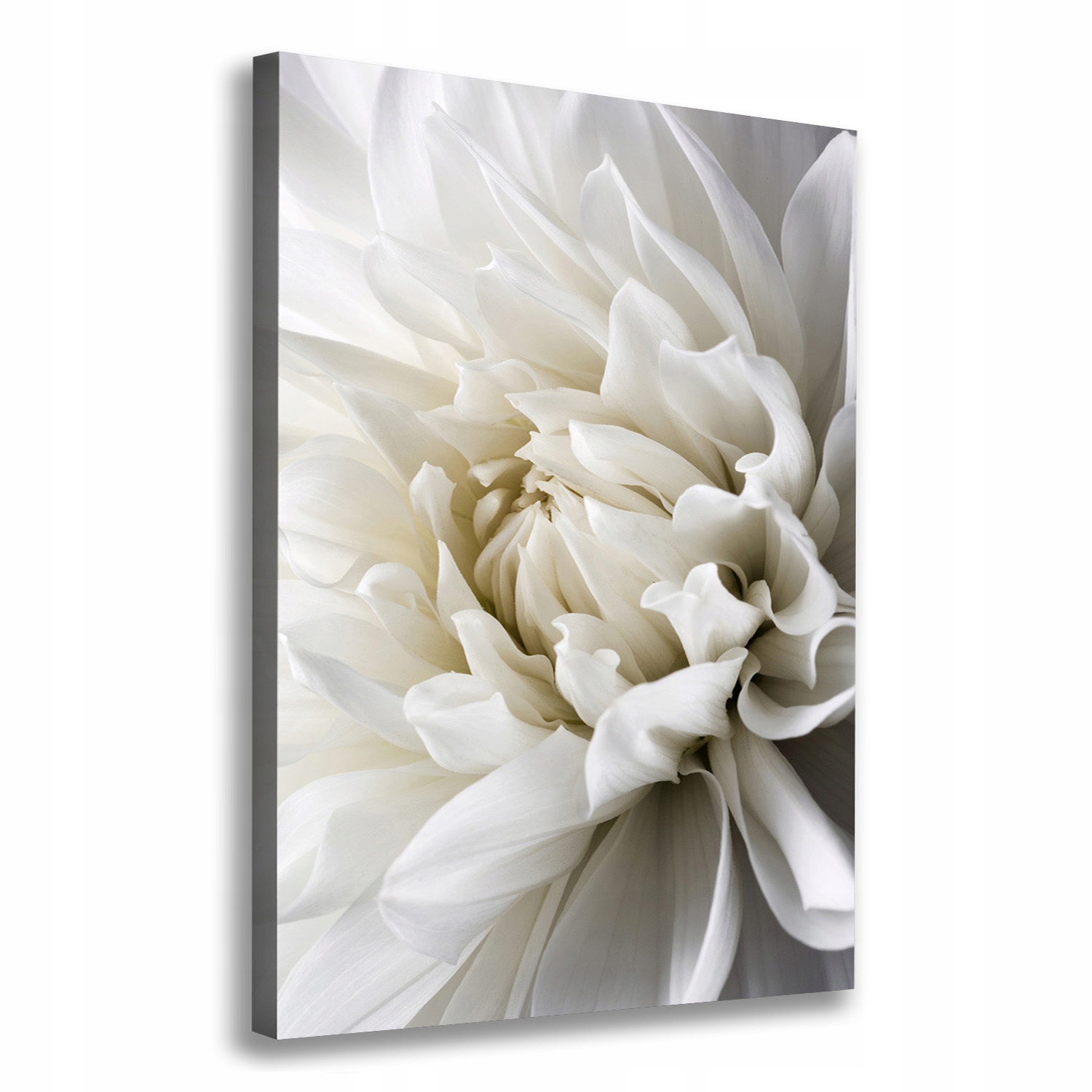 

Foto obraz na płótnie do salonu Biała dalia 70x100