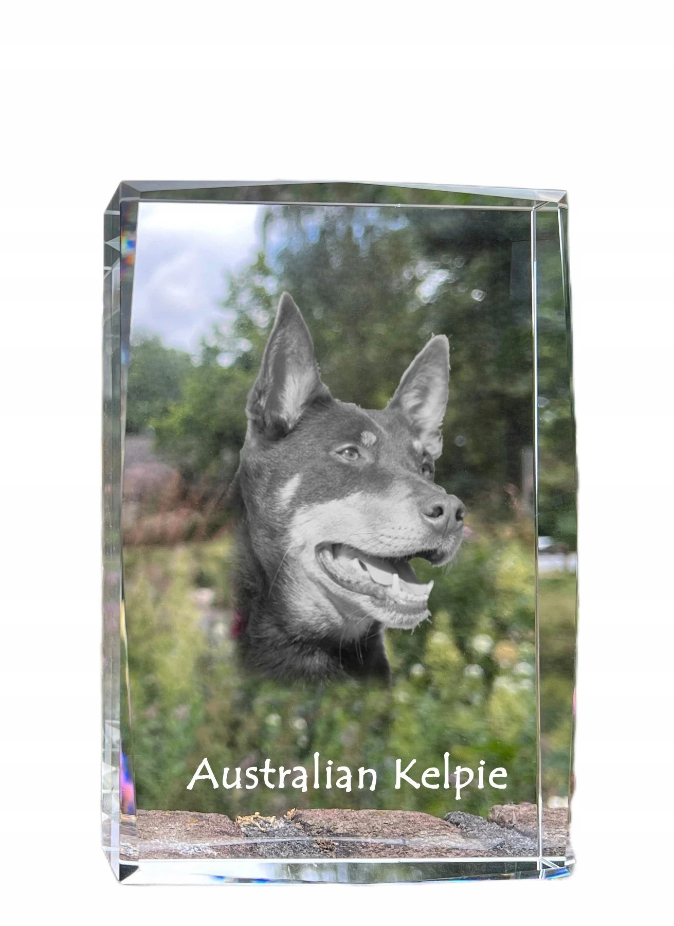 Austrálsky ovčiak kelpie fotografia psa v kryštáli, suvenír, trofej