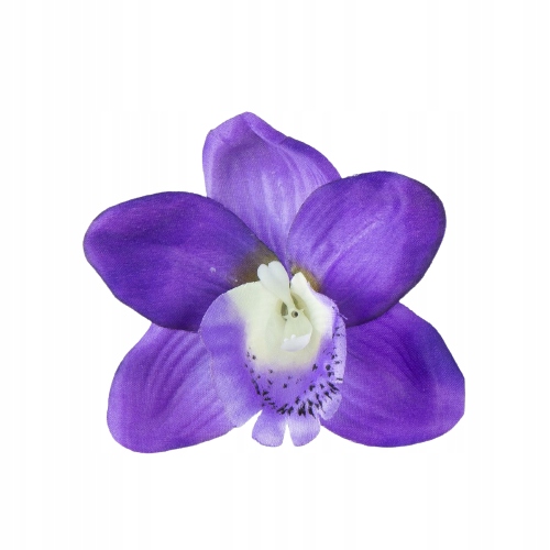 

Storczyk główka do bukietów stroików filetowy