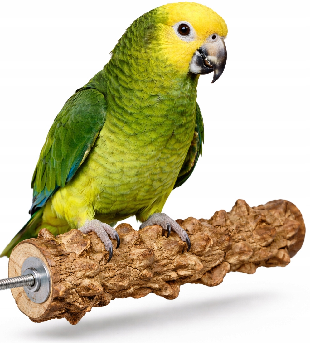 Žerď pro papoušky z pepřového dřeva XL pro papoušky vel 35 cm x 2,5 cm