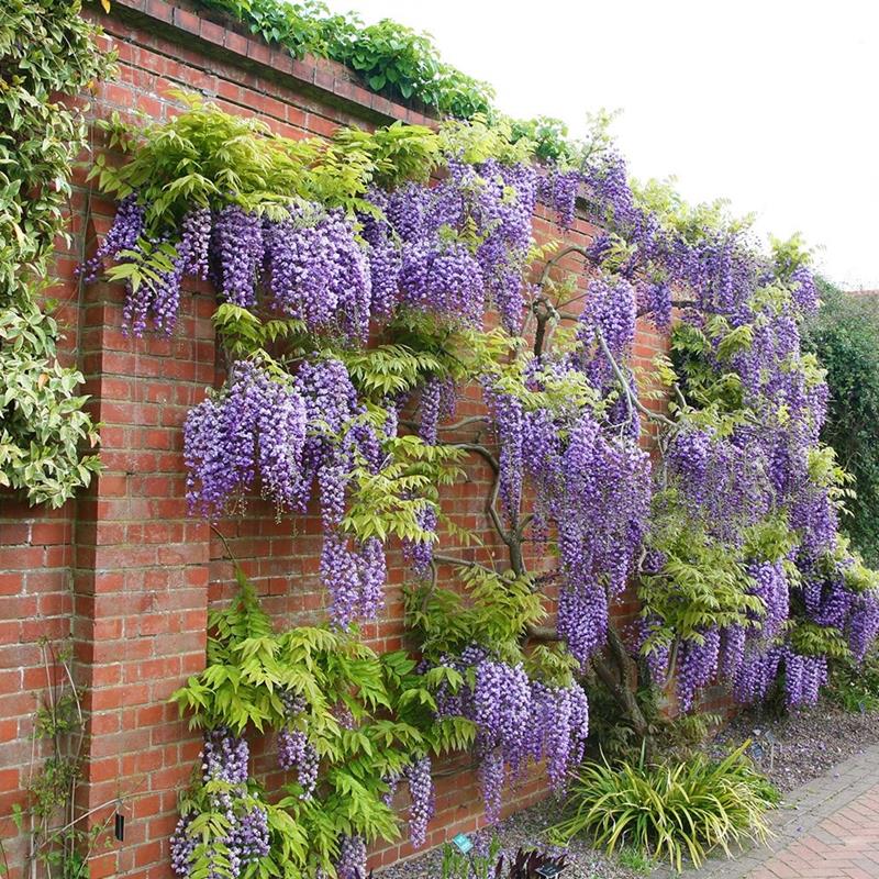 Wisteria FIOLETOWA pnącze W DONICY • Cena, Opinie • Rośliny pnące 12060066167 • Allegro