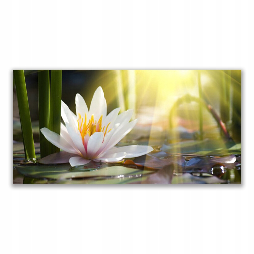 

Fotoobraz ścienny 140x70 Lilia Wodna Słońce Staw