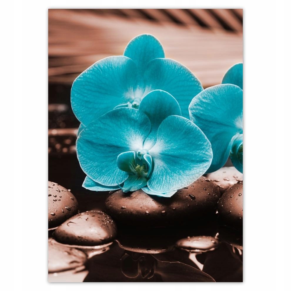 

Naklejki 50x70 Turkusowy storczyk