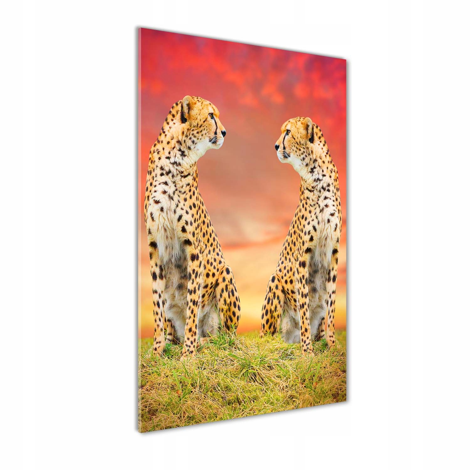 

Nowoczesny fotoobraz akrylowy Dwa gepardy 70x140cm