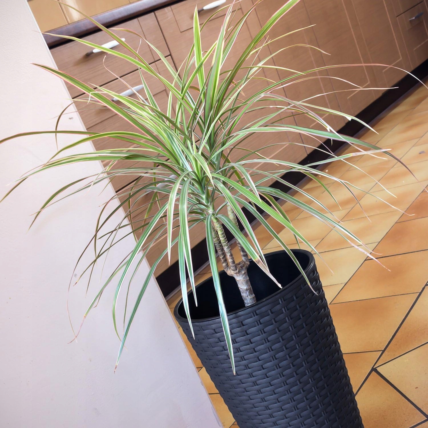 DONICZKA DONICA ZEWNĘTRZNA RATTANOWA ANTRACYTOWY Z WKŁADEM OSŁONKA WYSOKA Rodzaj Doniczka